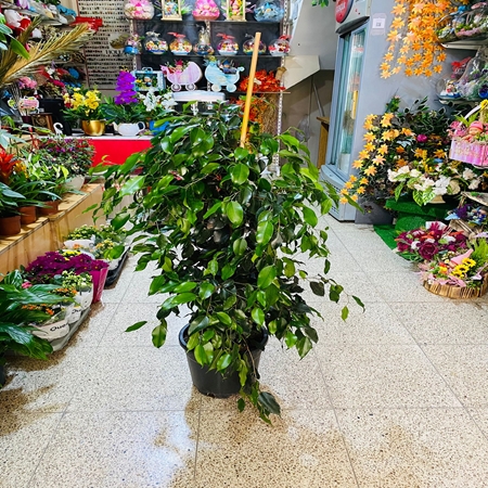 Saksı Çiçeği Benjamin Büyük Boy